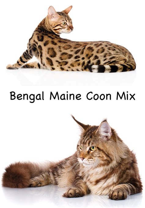 Maine Coon Ragdoll Cat Size Comparison