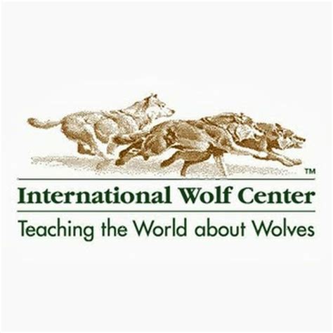 International Wolf Center Ely Minnesota Wolf International Teaching