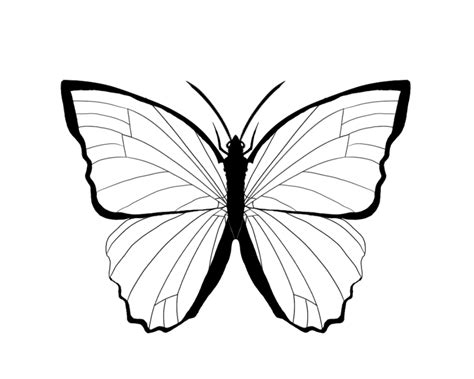 Mewarnai Gambar Binatang Kupu Kupu Insect Coloring Pages Butterfly