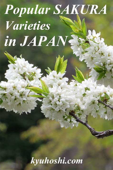 Most varieties produce light pink to white blossoms, but there are also cherry trees with dark pink, yellow or green blossoms. Types of Japanese Cherry Blossoms in 2020 | Japan ...