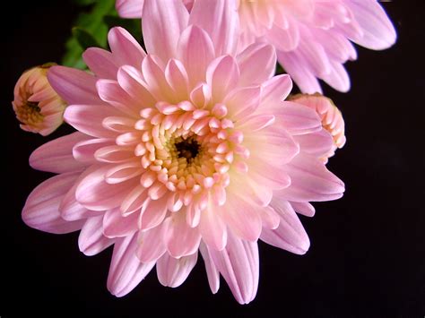 Send variety of flowers when you want to express your feelings to someone there are different kinds of flowers available online and at florist to send as a gift or buy for yourself. The wonderful variety of Chrysanthemums- Flower ...