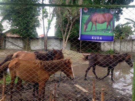 Unduh dan gunakan 10.000+ foto stok kebun binatang secara gratis. Menyedihkan…Begini Kondisi Satwa di Kebun Binatang Kasang ...