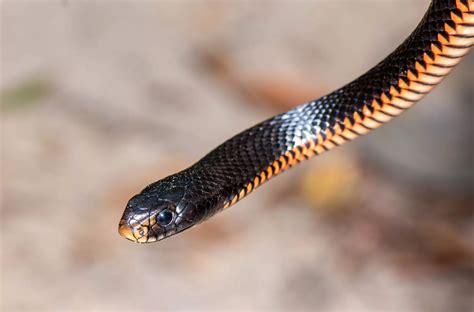 Snake Identification Sunshine Coast Snakes Snake Rescue