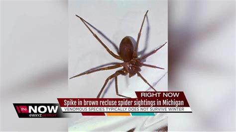 Spike In Venomous Brown Recluse Spider Sightings Reported In Michigan