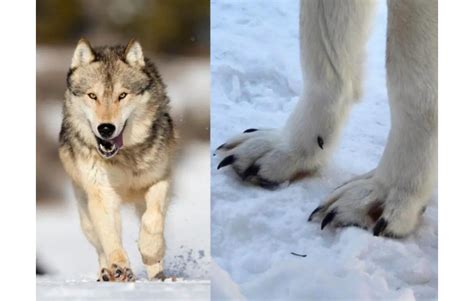 Wolf Claws What Are Wolves Claws Used For And How Claws They Built