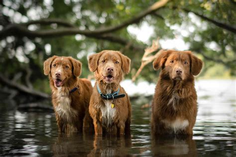 Best Dog Breeds For Swimming And Water Activities