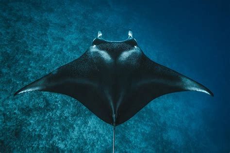 Do Manta Rays Sting The Truth Of The Tides Animal Hype