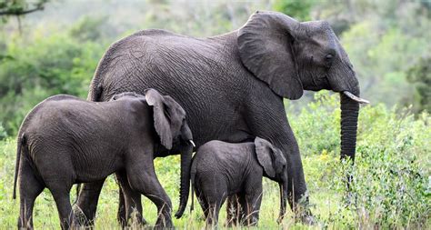 African Forest Elephant Habitat