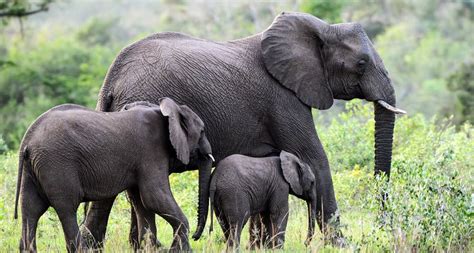 7 Facts About African Bush Elephants