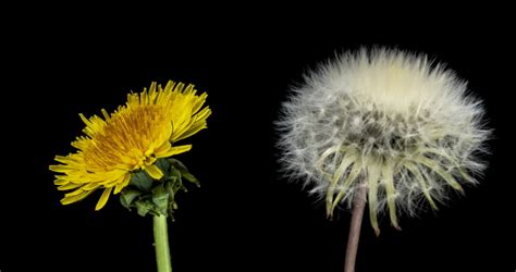 Dandelion Flowers Blooming Composition Simultaneous Stock Footage