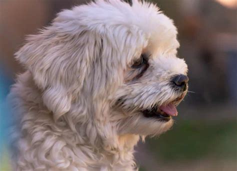 15 Interesting Havanese Facts You Should Know