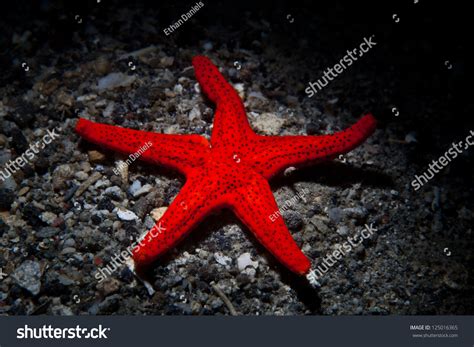 A Bright Red Sea Star Fromia Sp Crawls Across A Sandy Bottom Near A