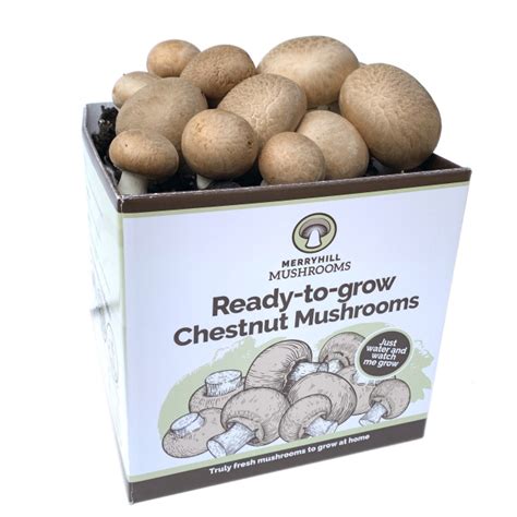 Chestnut Mushroom Grow Your Own Kit