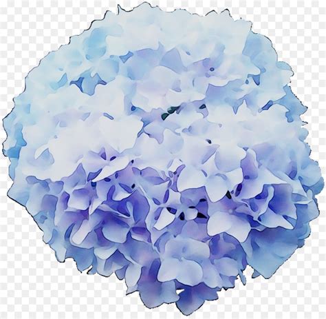 Ada jutaa jenis bunga di muka bumi ini, dan berasal dari berbagai daerah di dunia termasuk indonesia. Hydrangea, Bunga Potong, Bunga gambar png