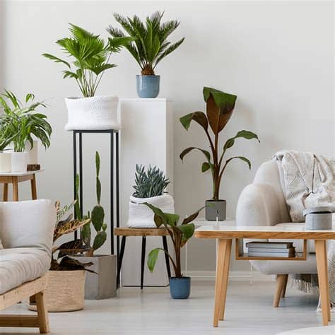 Abbiamo selezionato per voi oggi 20 idee creative per decorare casa con le vostre foto!lasciatevi ispirare. Las mejores plantas de interior: perennes y resistentes ...