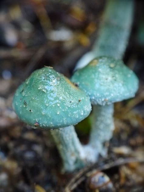 Instinctual creatures, it is generally impossible to have a conversation with them. Blue/Green toadstool: Blue Roundhead - Stropharia caerulea ...