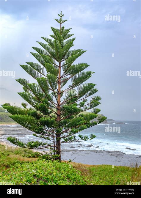 Norfolk Island Pine Araucaria Heterophylla Australian Pine Tree New