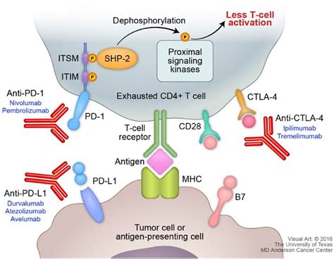 Pd 1pd L1 Pathway And Immunotherapy Targets Download Scientific Diagram