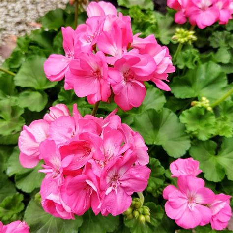 Galaxy Pink Zonal Geranium Deadhead To Encourage New Blooms Allow