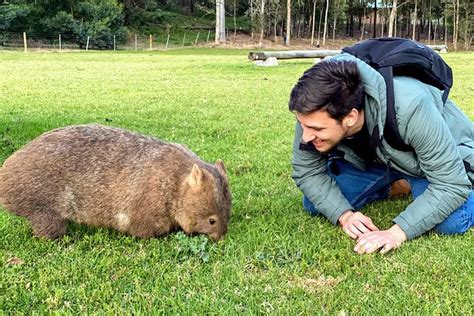 Wild Wombat And Kangaroo Day Tour Sydney Compare Price 2023