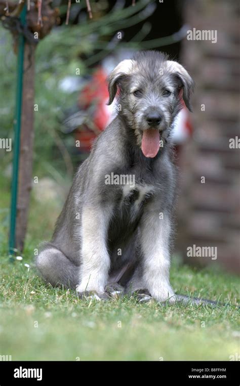 Irish Wolfhound Canis Lupus Familiaris Puppy Sitting On Grass Stock
