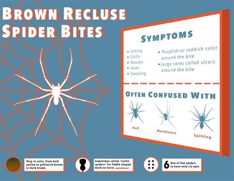 Brown Recluse Spider Bite Appearance Symptoms And Hom Vrogue Co