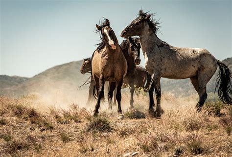 Dsc2853 Wild Mustangs Utahs West Desert Alan Olsen Flickr