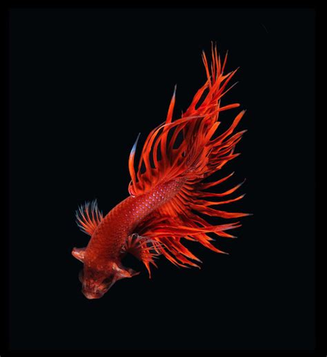 Photo Series Captures The Stunning Beauty Of Siamese Fighting Fish 15