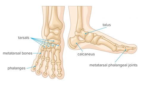 Foot Bones Anatomy Conditions And More