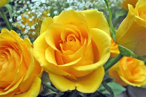 Download Yellow Rose Flowers - Flower HD Wallpapers, Images, PIctures, Tattoos and Desktop Background