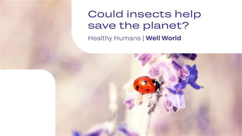 Could Insects Help Save The Planet