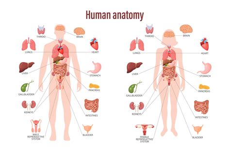 Human Anatomy Concept Infographic Poster With The Internal Organs Of The Human Body