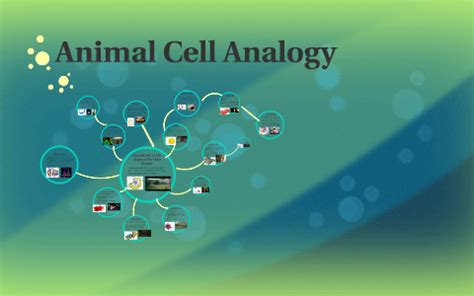 About animal cell usually have an irregular shape. Animal Cell Analogy by Taylor c