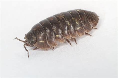 It's common for pests to enter your home. How to Get Rid of Pillbugs and Sowbugs in Your Home