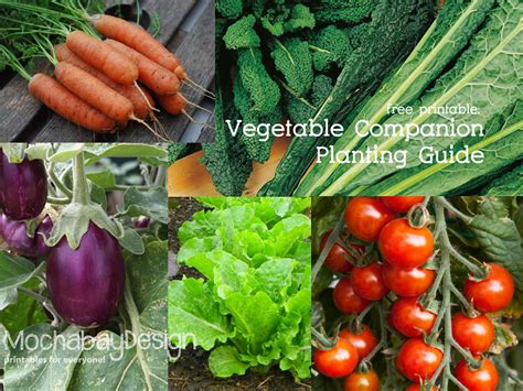 Square foot gardening, for example, attempts to protect plants from many normal gardening problems by packing them as closely together as possible, which is facilitated by using companion plants, which can be closer. Gardening Related Printables : MochabayDesign.com