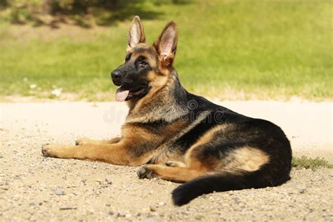 Lovely Six Months Old Puppy Of German Shepherd Female Stock Image