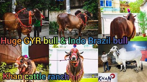 Huge Gyr Bull And Indo Brazil Bull Khan Cattle Ranch Qurbani Eid 2021 Youtube