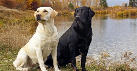 Anjing Labrador Retriever | Gambar Foto Anjing