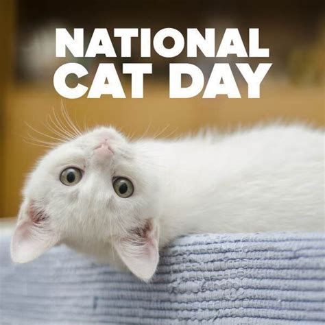 National Cat Day Its A Purr Fect Day To Celebrate Your Feline Friends