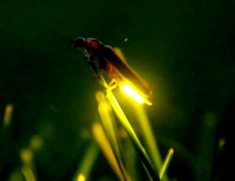 Si te estás preguntando cuándo es temporada para ver a estos mágicos insectos. DESTINOS EXPERIENCIALES Nanacamilpa, el Santuario de las ...
