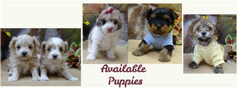 Hearthside Meadows Poodle And Maltipoo Puppies For Sale Nursery 2
