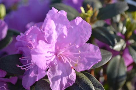 P J M Rhododendron Is A Early Spring Bloomer With Pink Flowers