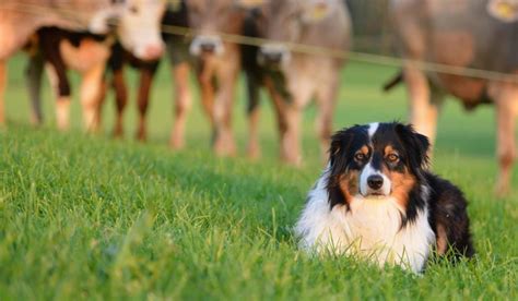 The Herding Dogs Breeds Breed Profile Facts Images