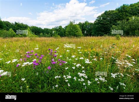 Grassy Meadow With Wild Herbs In Summer Primeval Beech Forest Around