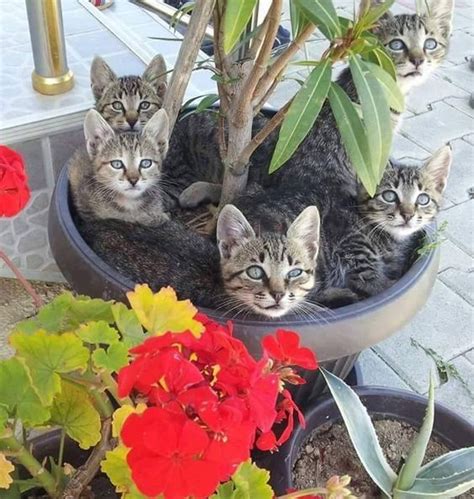 Does your cat eat houseplants? Can't Keep Cats Out of Your Plants try these all Natural ...