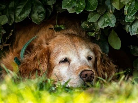 How To Care For Your Senior Golden Retriever Puppy In Training