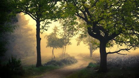 Fog Covered Green Trees In Forest Hd Nature Wallpapers Hd Wallpapers