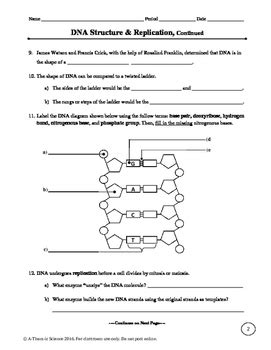 List the 3 basic steps of dna replication: DNA Structure and Replication Worksheet by A-Thom-ic ...