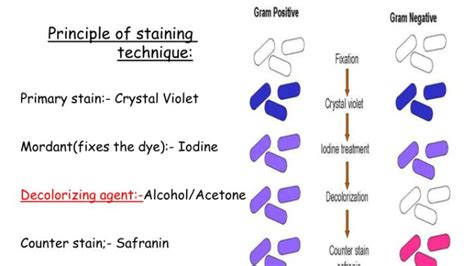 Gram Staining Principle Requirements Procedure And Microscopic