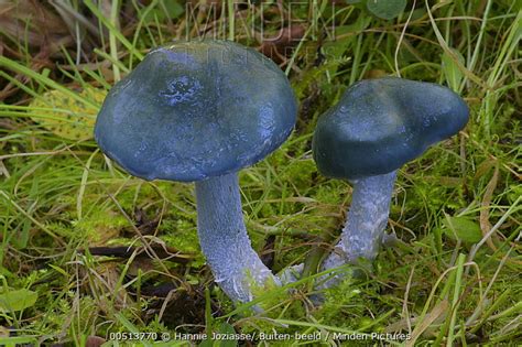 Minden Pictures Blue Roundhead Stropharia Caerulea Mushroom Sint